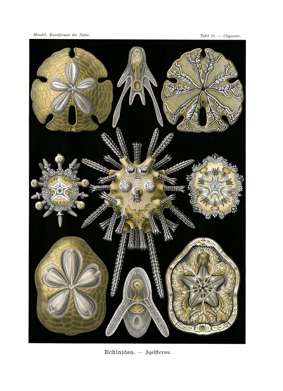 Echinidea，1899-1904 作者 德国学校