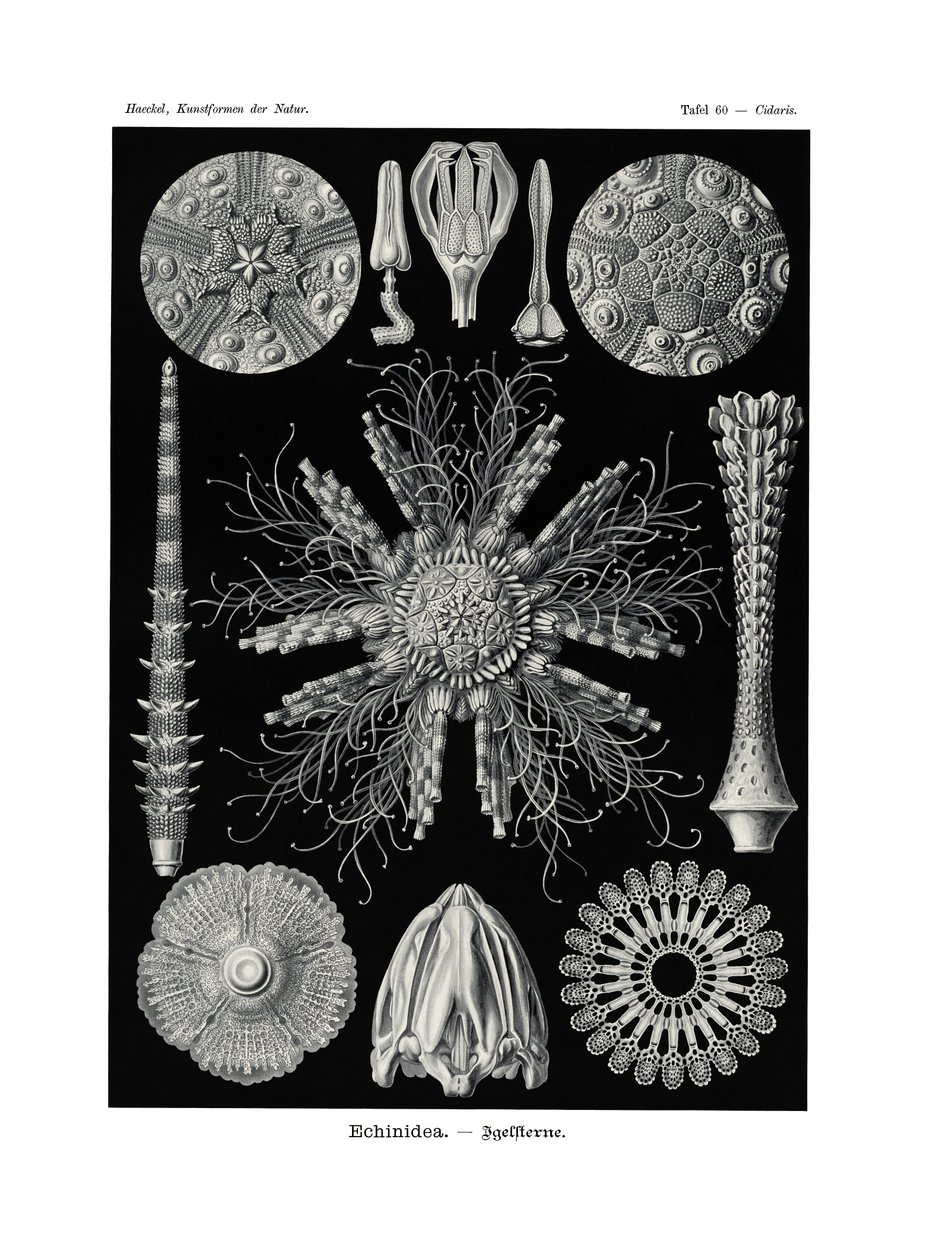 Echinidea，1899-1904 作者 德国学校
