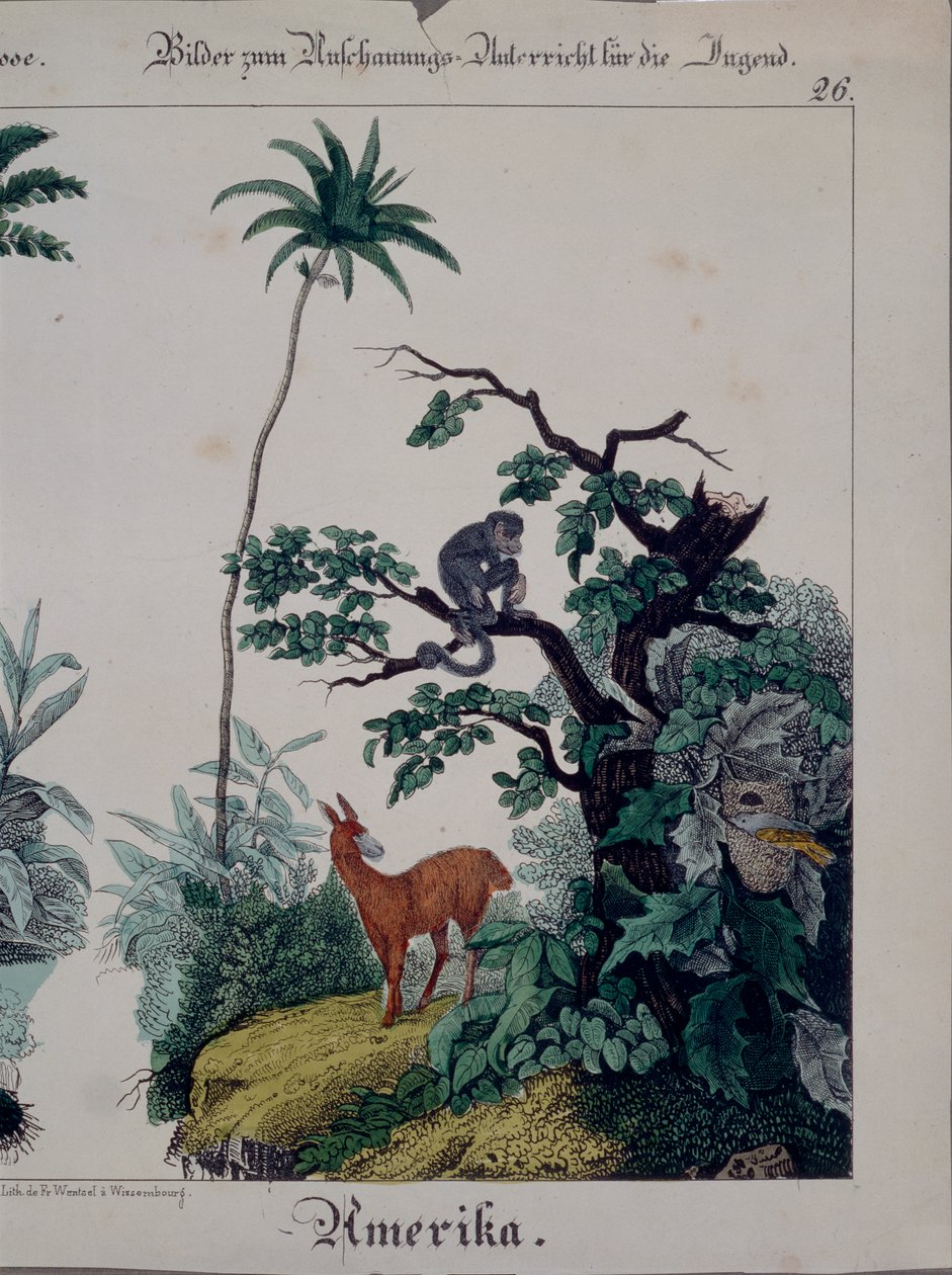 南美洲植物群和动物群的教育海报，右侧，由We Wentzel，Weissenburg出版，1840年（另见379941） 作者 德国学校