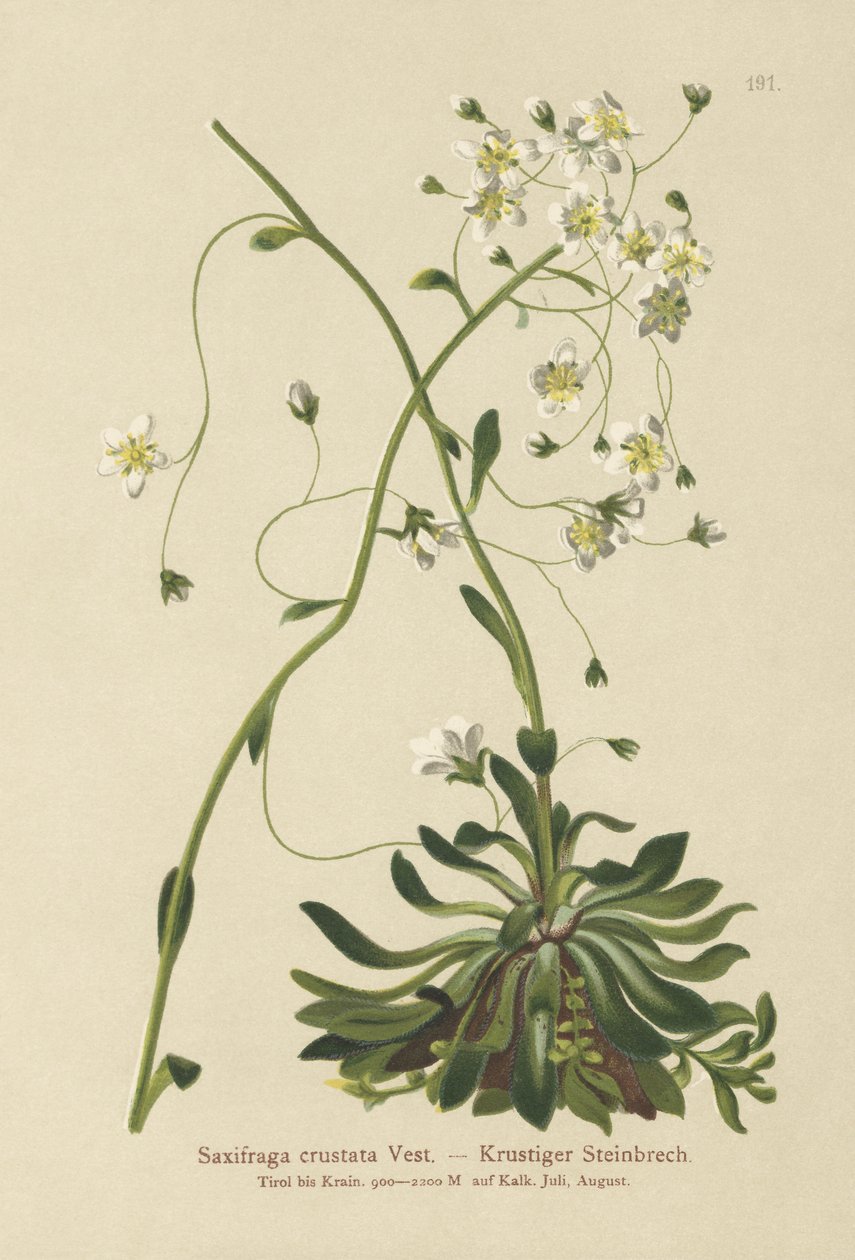 镶嵌的虎耳草（Saxifraga crustata） 作者 德国学校