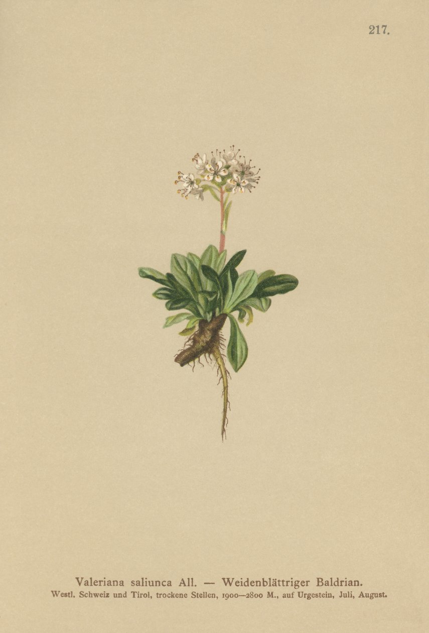 整个有叶缬草（Valeriana saliunca） 作者 德国学校