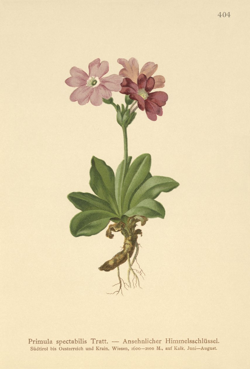 欧洲高山报春花（Primula spectabilis，Auriculastrum primula） 作者 德国学校