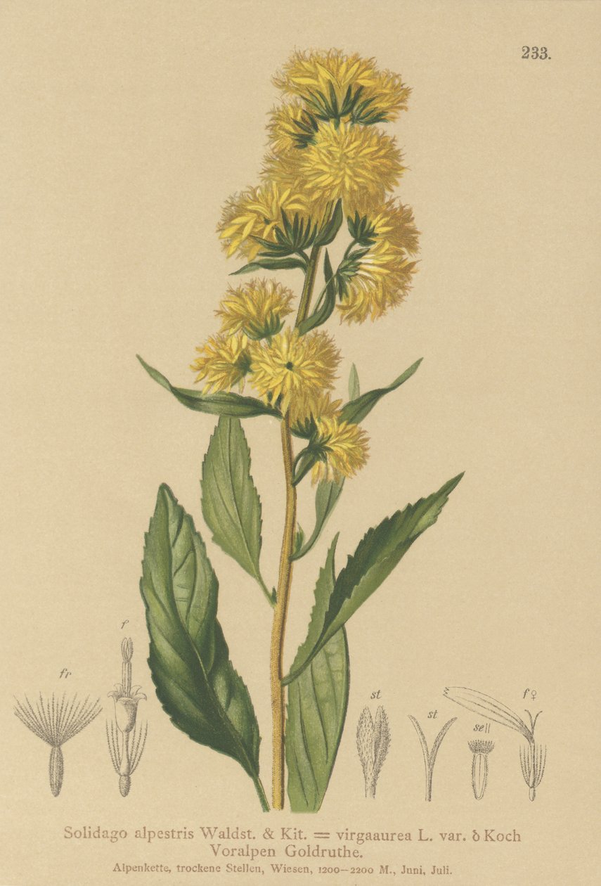 欧洲Goldenrod（Solidago alpestris，Solidago virgaaurea，Solidago virgaurea） 作者 德国学校