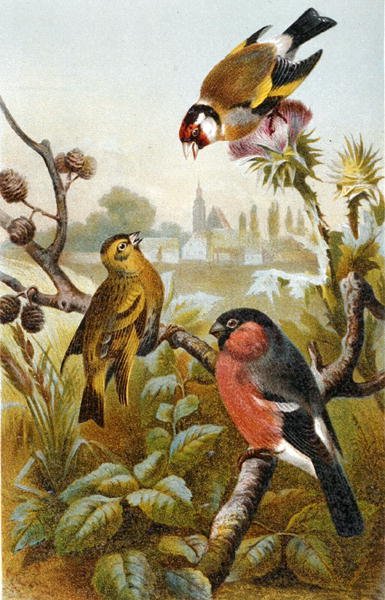 欧洲金翅雀、Icterine Greenbul和Eurasion Bullfinch，板块来自《Brehm
