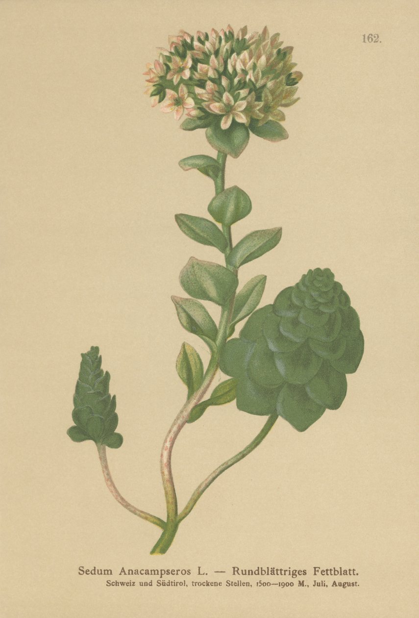 常绿Orpine（Sedum Anacampseros，Hylotelephium anacampseros） 作者 德国学校