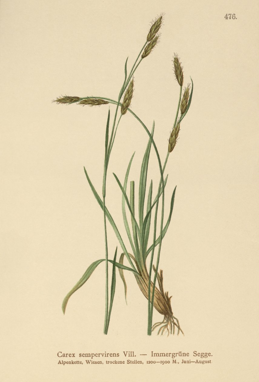 常绿薹（Carex sempervirens） 作者 德国学校