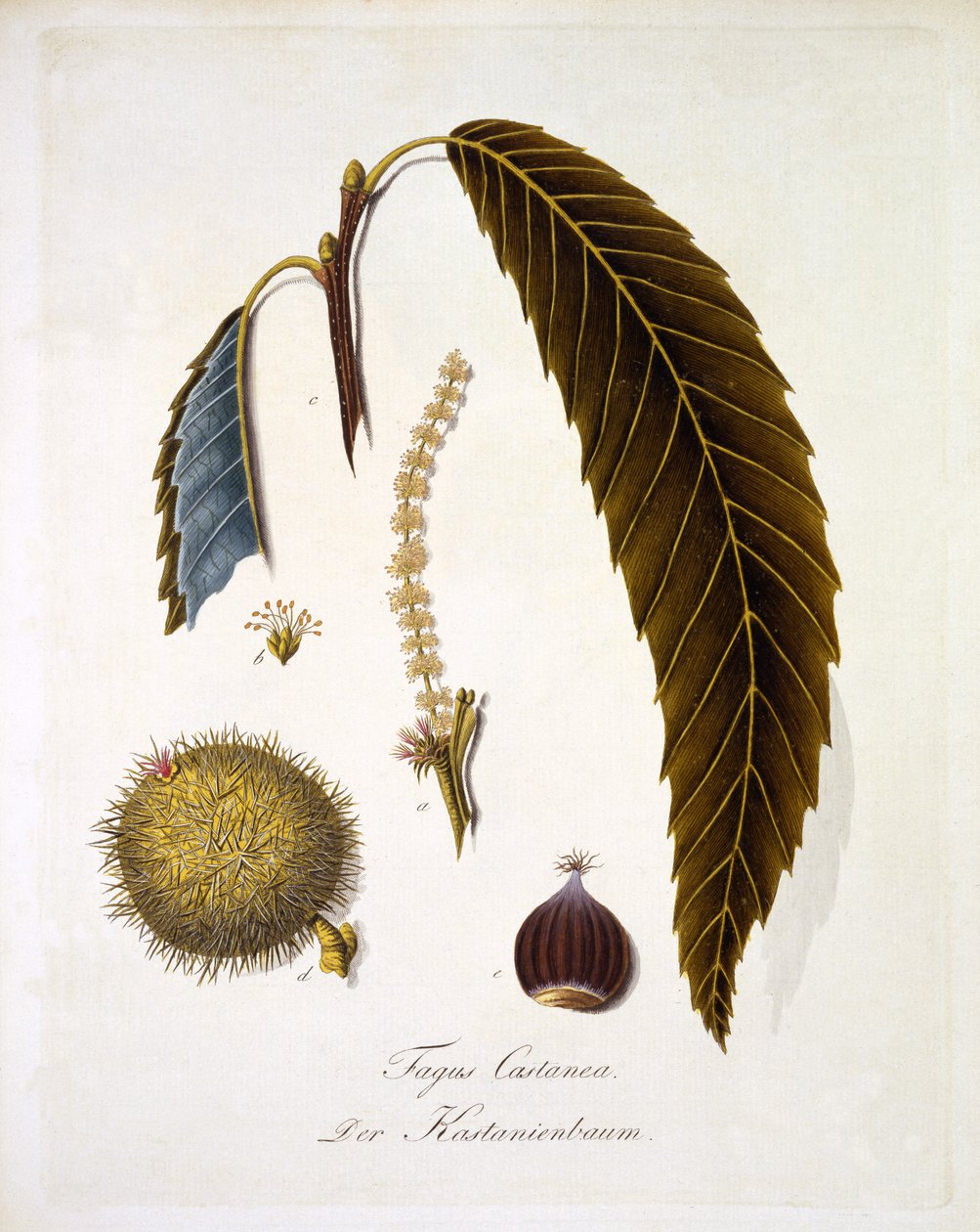 Fagus Castanea，出自 Johann Daniel von Reitter 的“关于所有木材物种的综合研究”，1803-05 年出版（彩色版画） 作者 德国学校