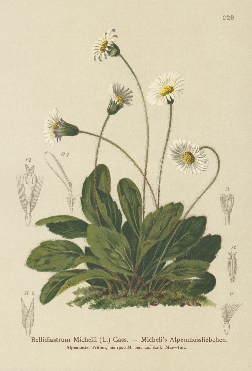 假紫菀（Bellidiastrum Michellii） 作者 德国学校