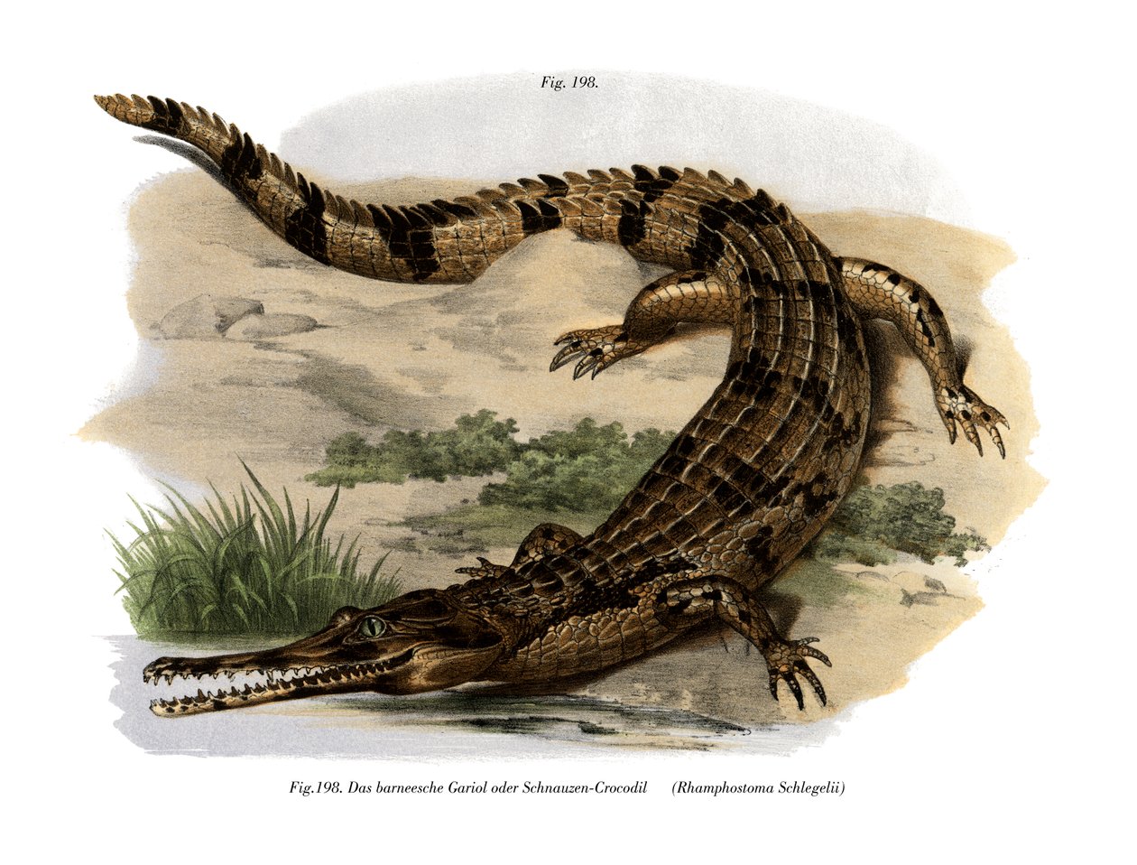 False Gharial（彩色石版画） 作者 德国学校