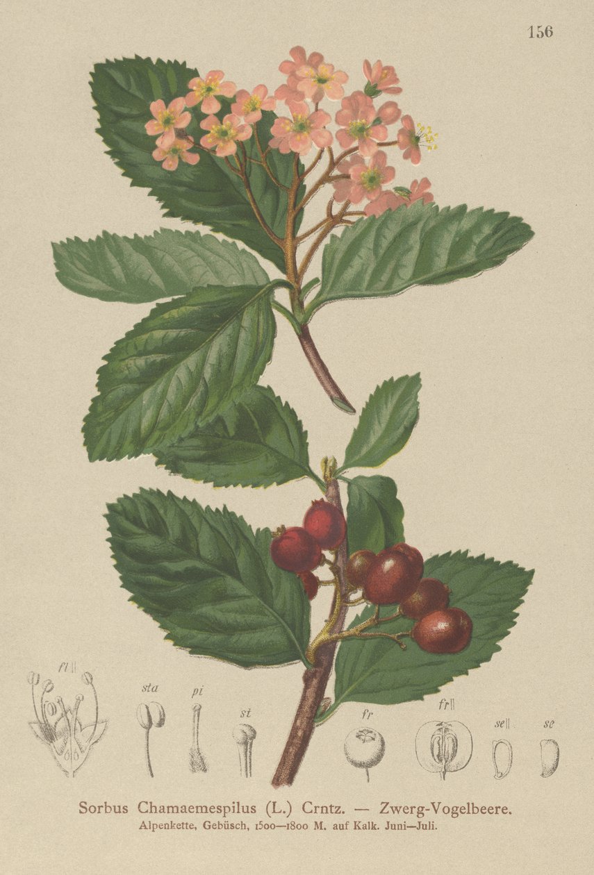 假枸杞（Sorbus chamaemespilus） 作者 德国学校