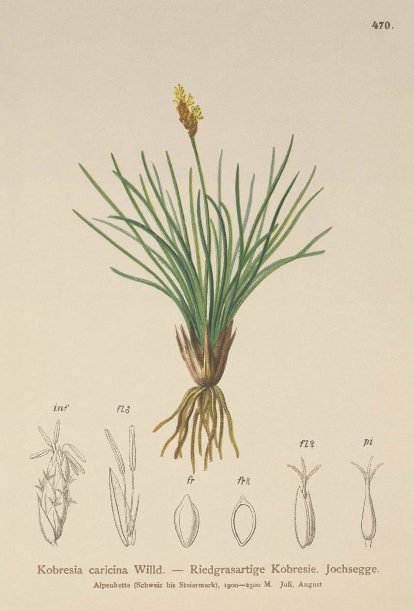 假薹（Kobresia simpliciuscula，Kobresia caricina） 作者 德国学校