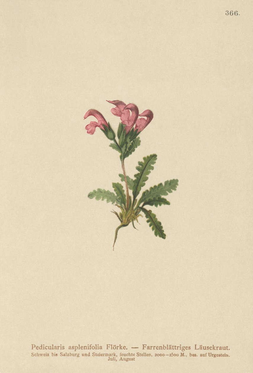 蕨类植物Lousewort（Pedicularis asplenifolia） 作者 德国学校