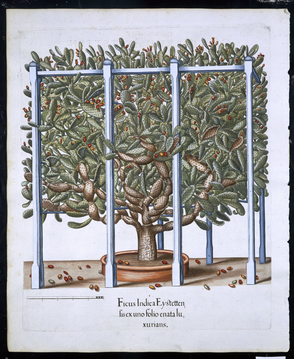 来自Hortus Eystettensis的Ficus Indica Eystten由Basil Besler（1561-1629）酒吧。 1613（手工彩色雕刻） 作者 德国学校