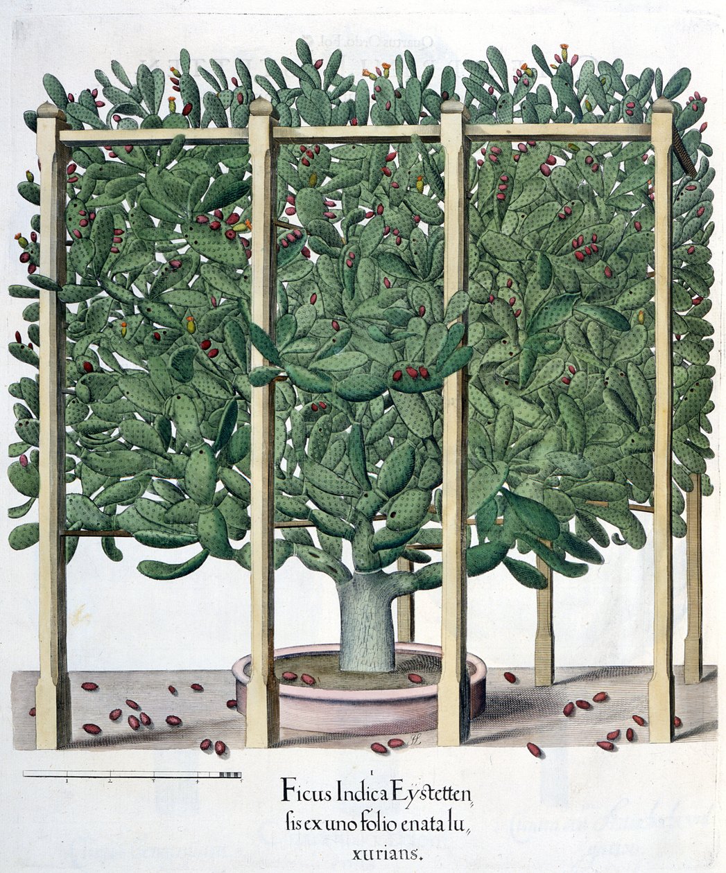 Ficus indica eystettensis，来自Basil Besler（1561-1629）的Hortus Eystettensis，pub。 1613 作者 德国学校