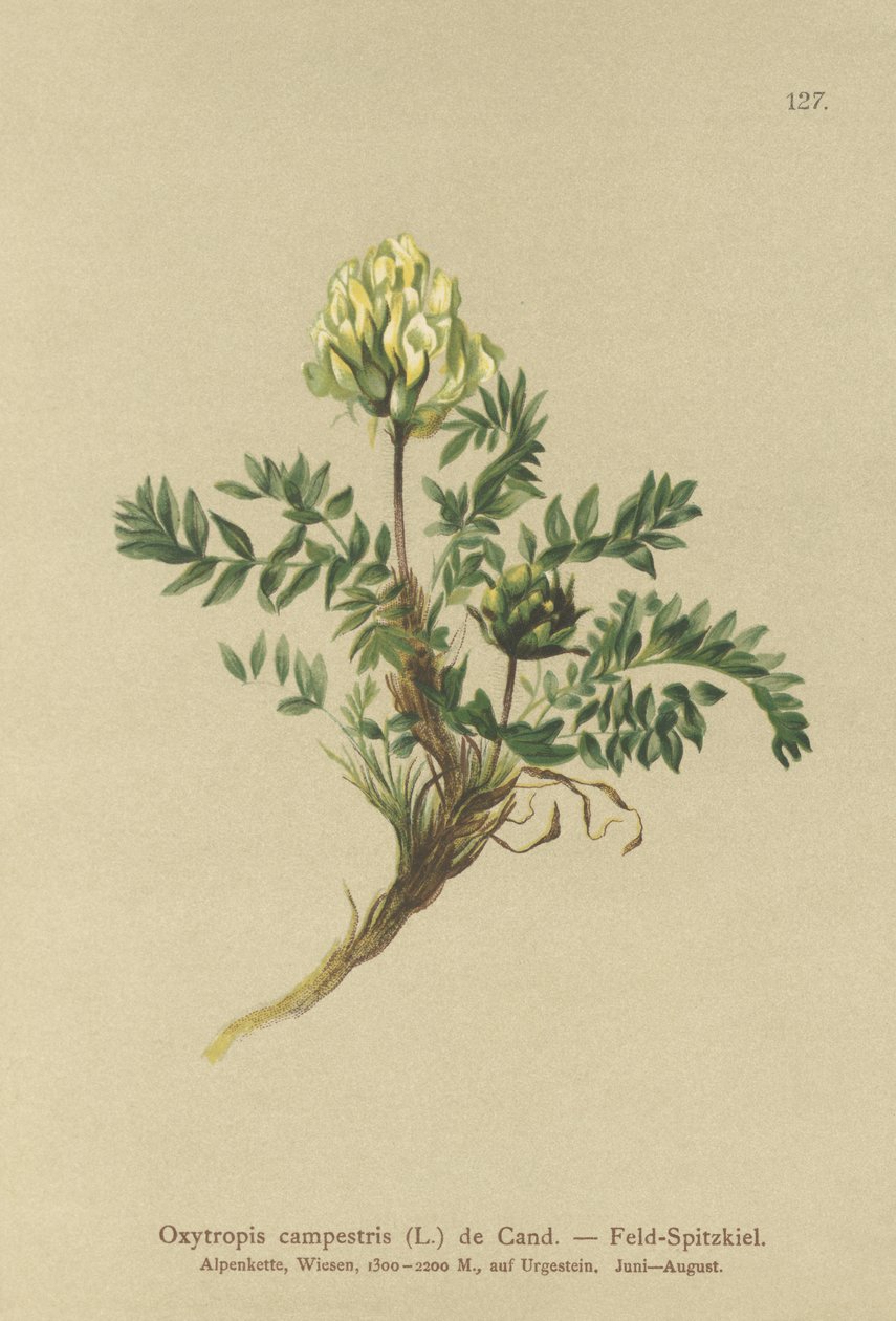 田间Locoweed（Oxytropis campestris） 作者 德国学校