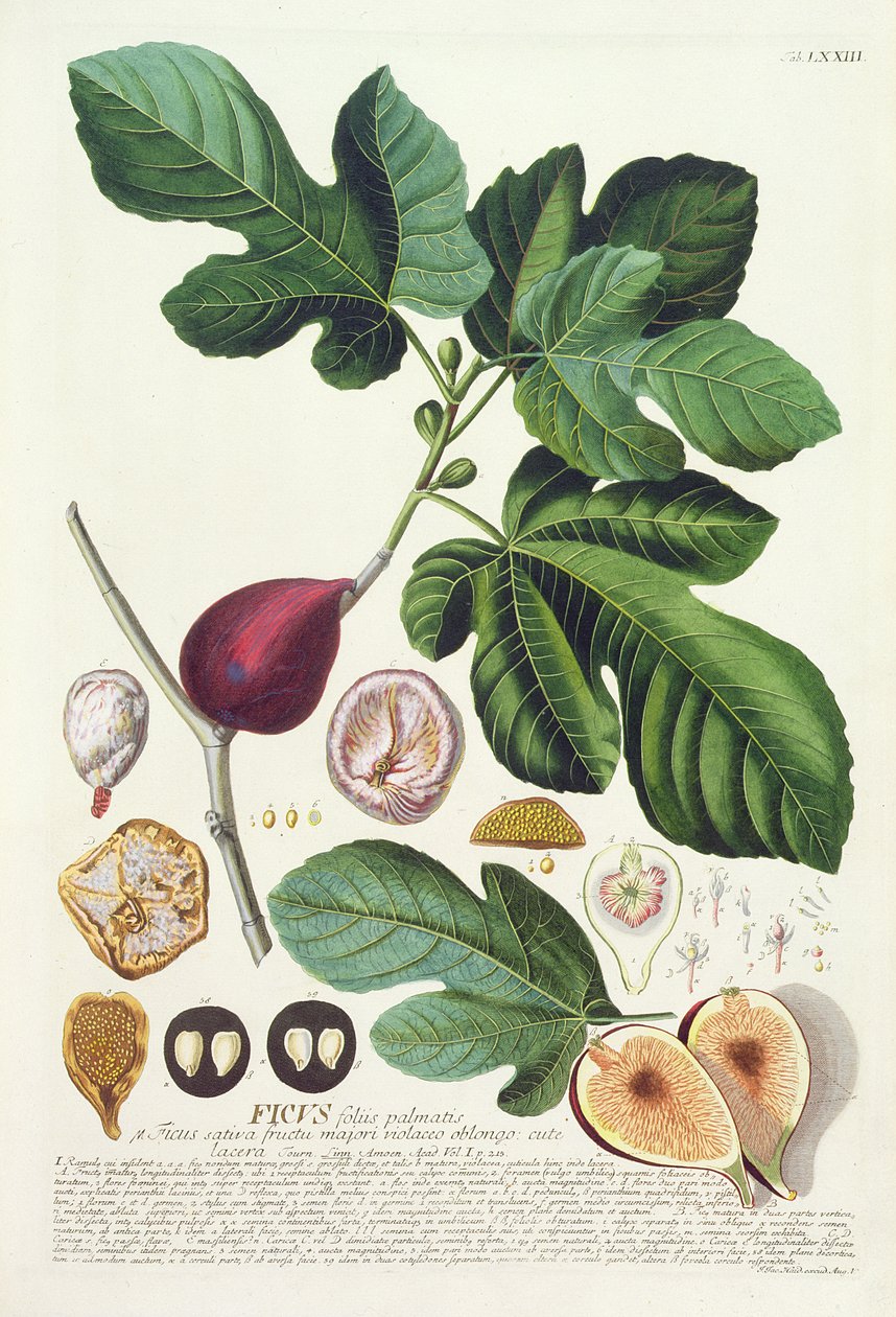 无花果，由Johann Jakob Haid（1704-67）板刻73植物书，酒吧。作者：Augustus Vind 作者 德国学校