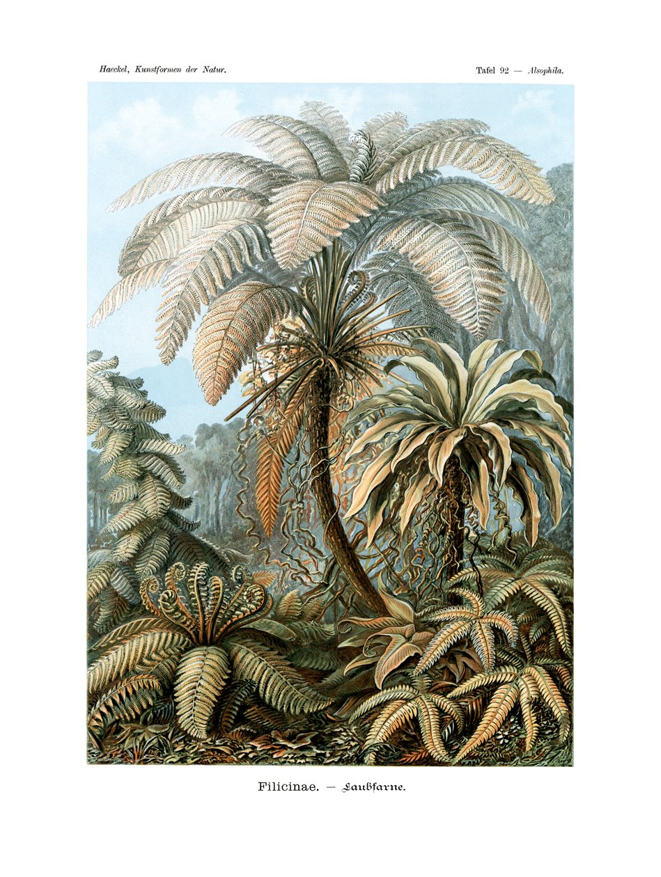 Filicinae，1899-1904 作者 德国学校