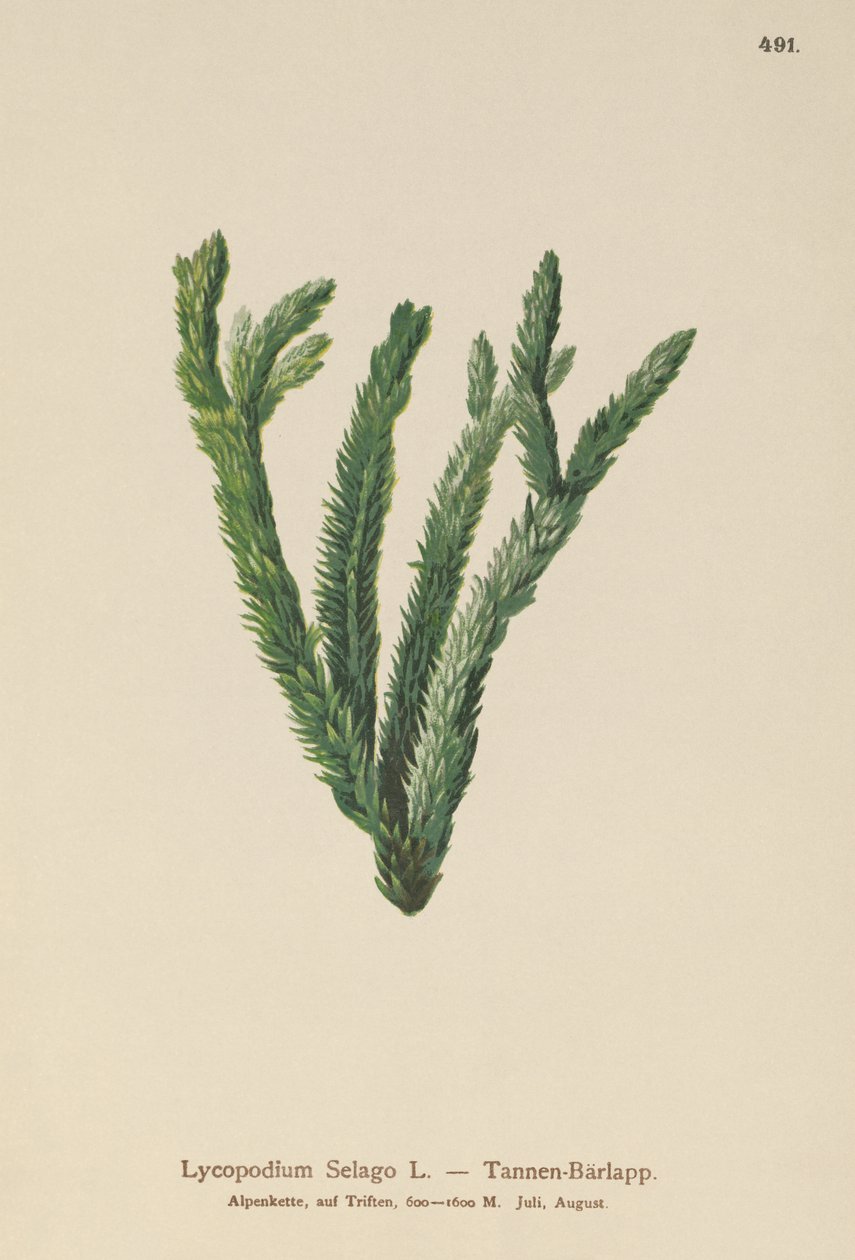 Fir Club Moss（Lycopodium Selago） 作者 德国学校