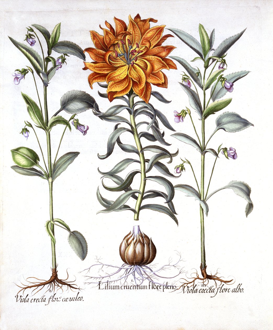 Fire Lily和Viola，来自Hortus Eystettensis，由Basil Besler（1561-1629），酒吧。 1613（手工彩色雕刻） 作者 德国学校