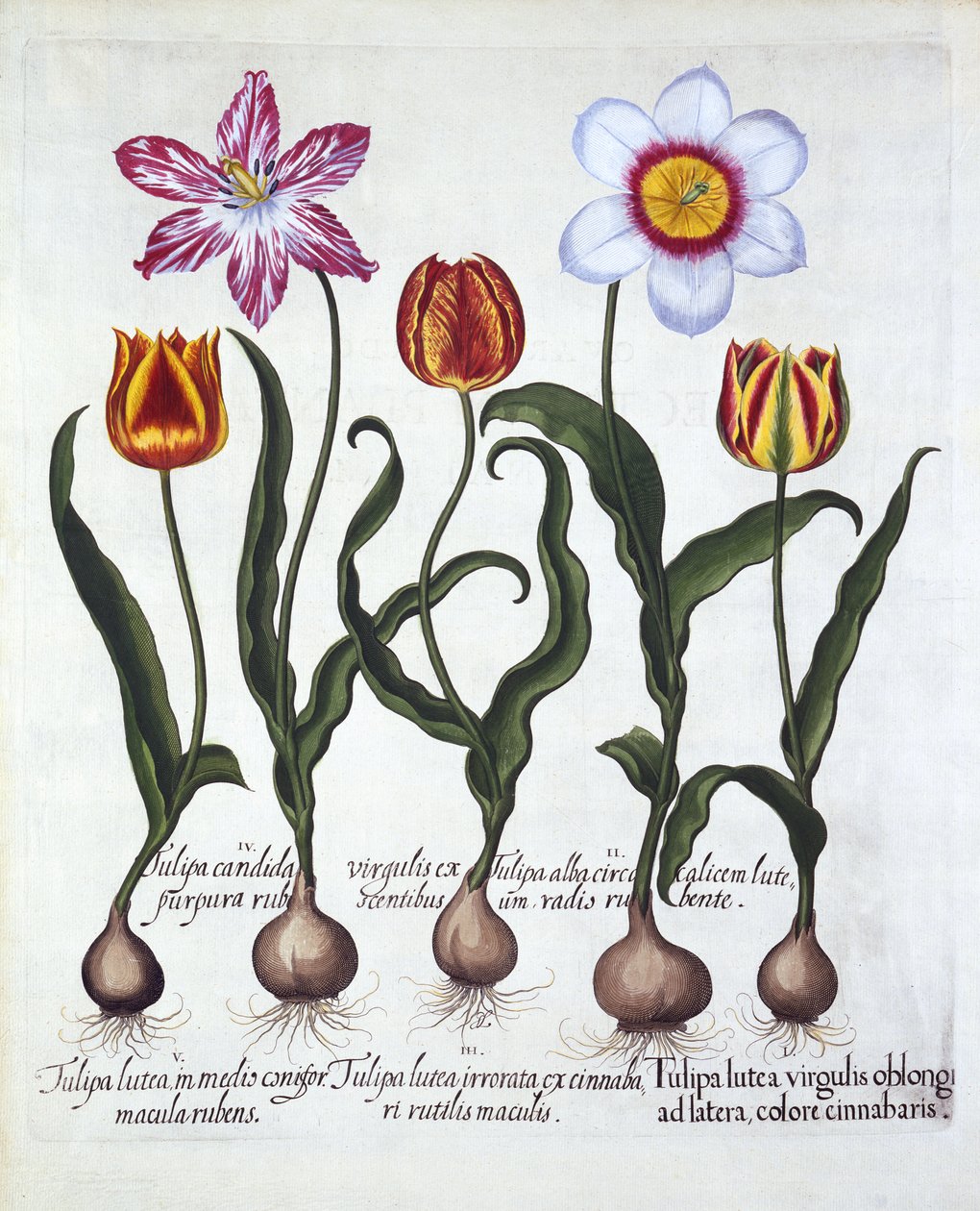 五朵郁金香，来自Hortus Eystettensis，由Basil Besler（1561-1629），酒吧。 1613（手工雕刻） 作者 德国学校