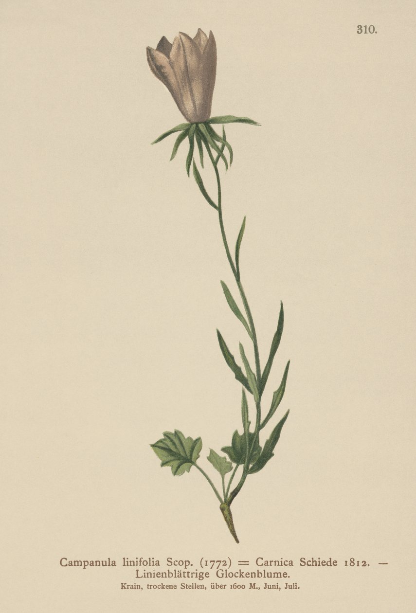 亚麻叶鹦鹉（Campanula linifolia，Campanula Carnica） 作者 德国学校
