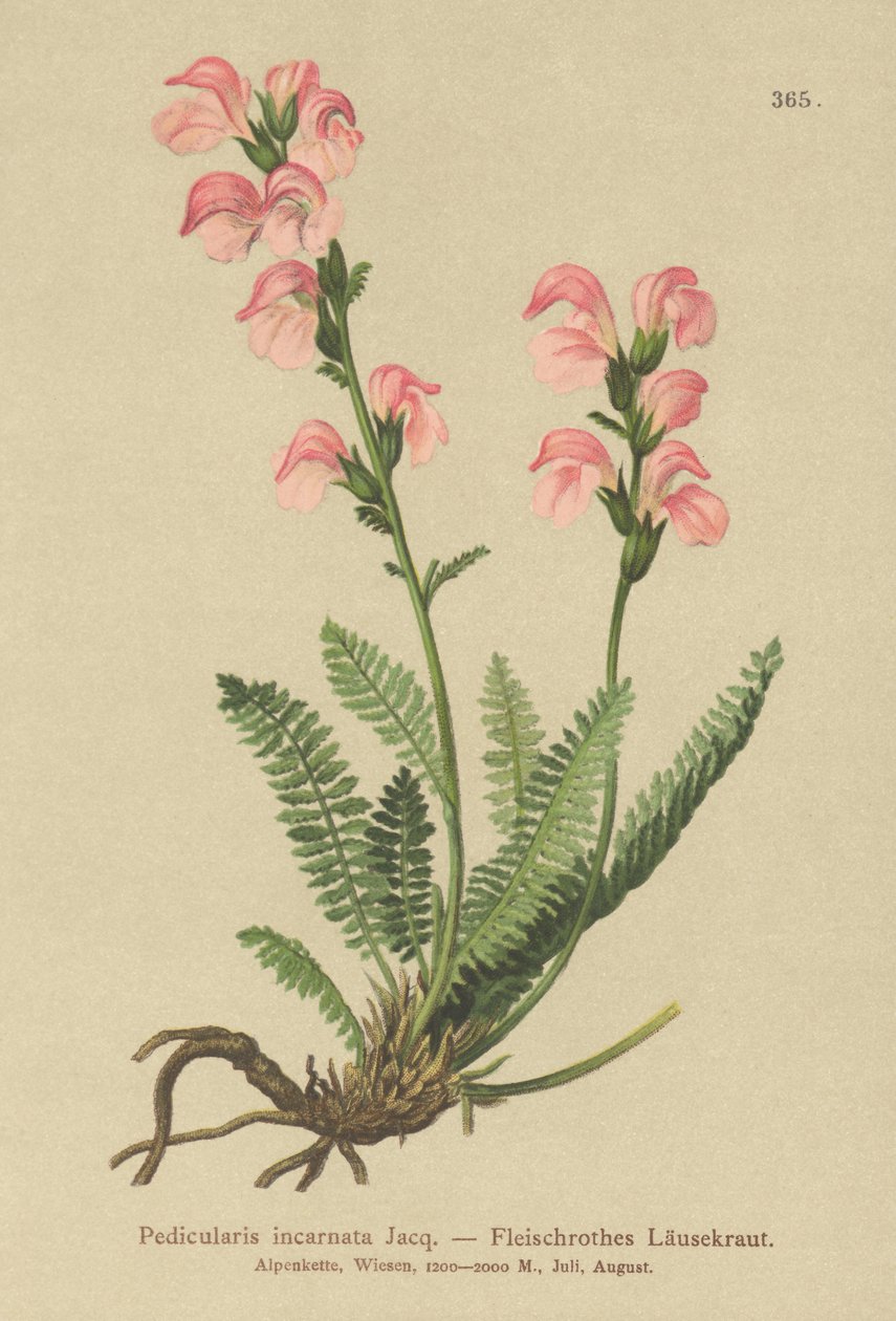 肉粉红色Lousewort（Pedicularis incarnata） 作者 德国学校