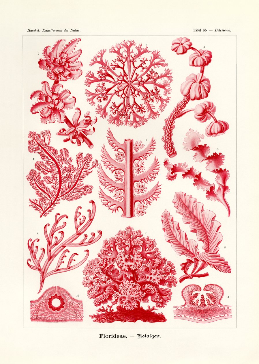 Florideae或Rhodophyceae，1899-1904 作者 德国学校