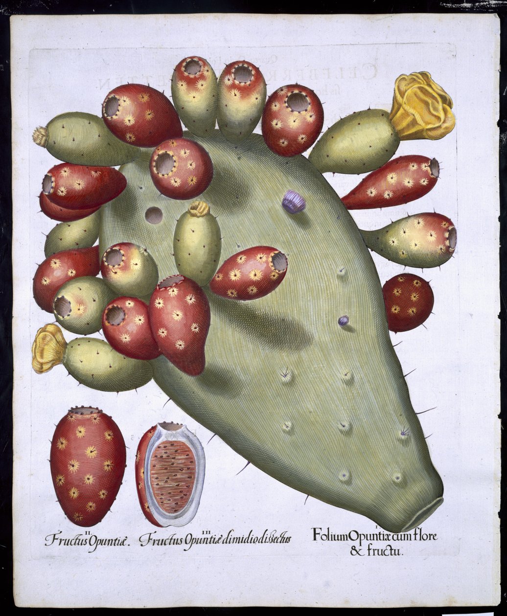 来自Hortus Eystettensis的Folium Opuntia by Basil Besler（1561-1629）pub。 1613（手工彩色雕刻） 作者 德国学校