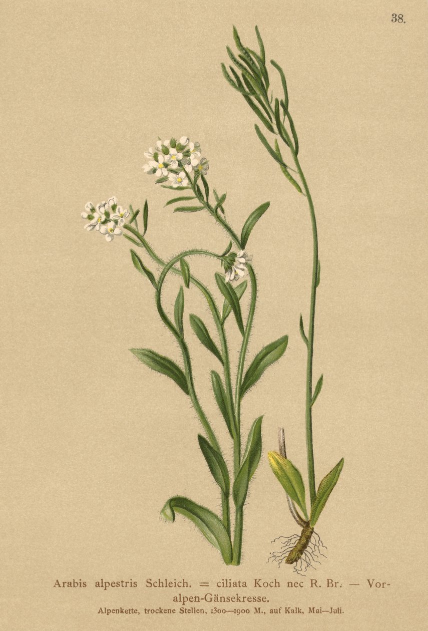 阿尔卑斯山麓（Arabis alpestris，Arabis ciliata）的山麓小丘 作者 德国学校