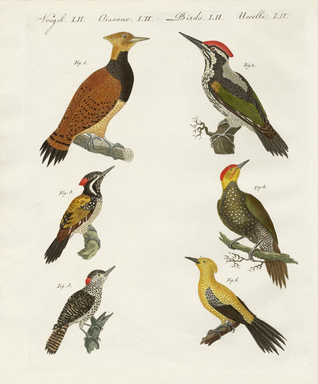 外国的wookpeckers 作者 德国学校