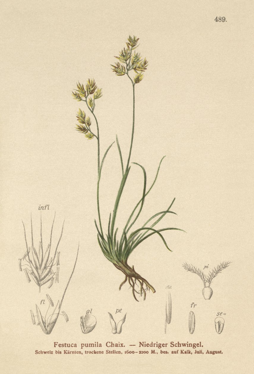 四叶羊茅（Festuca pumila，Festuca quadriflora） 作者 德国学校
