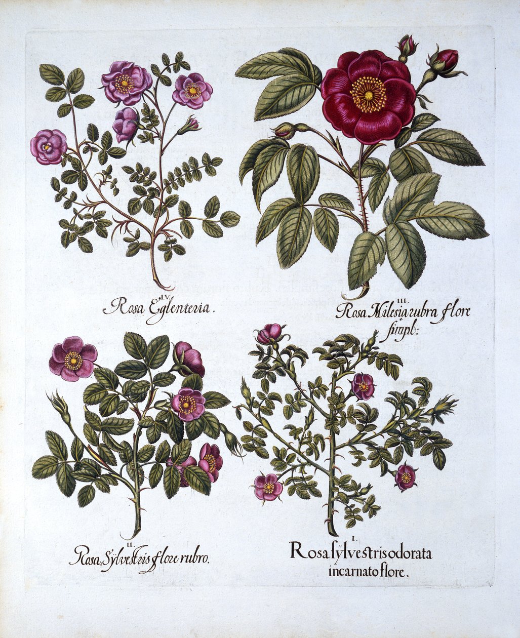 四种狗玫瑰，来自Hortus Eystettensis，由Basil Besler（1561-1629），酒吧。 1613（手工彩色雕刻） 作者 德国学校