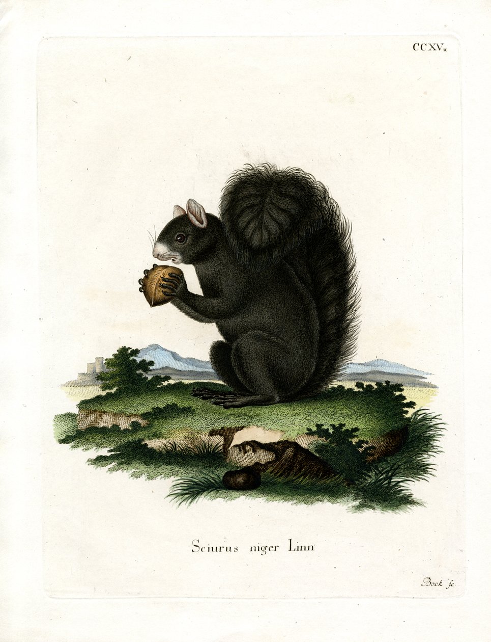 Fox Squirrel (coloured engraving) 作者 德国学校