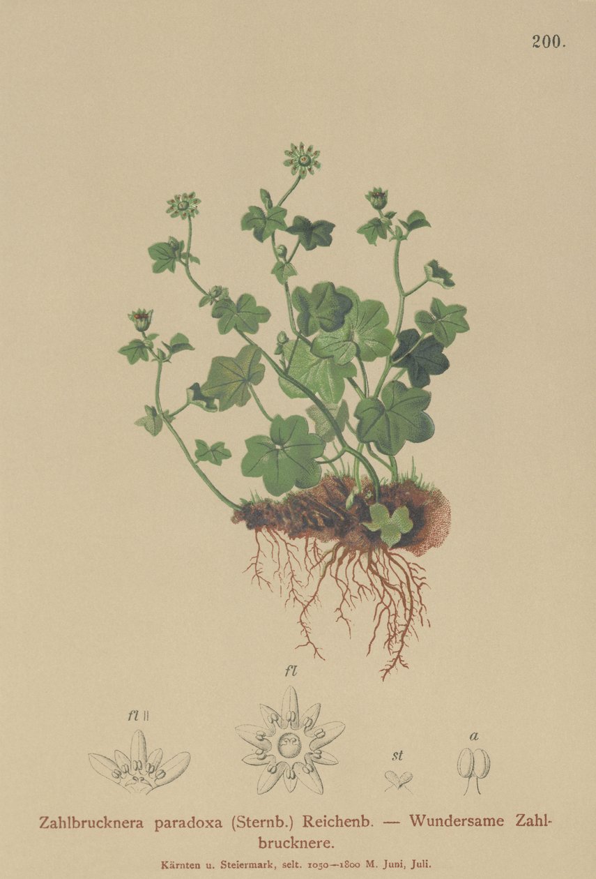 脆弱的虎耳草（Zahlbrucknera paradoxa，Saxifraga paradoxa） 作者 德国学校