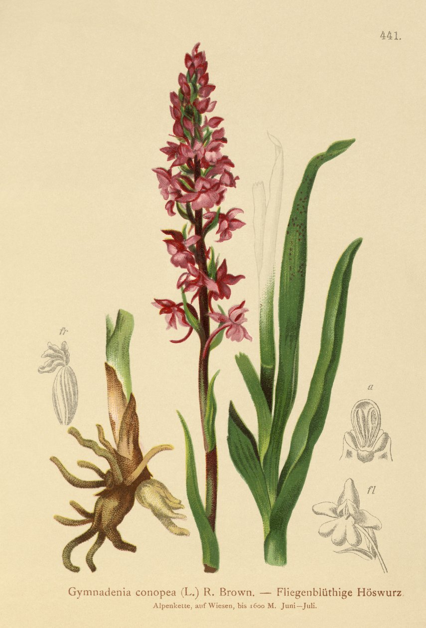 香兰花（Gymnadenia conopea） 作者 德国学校