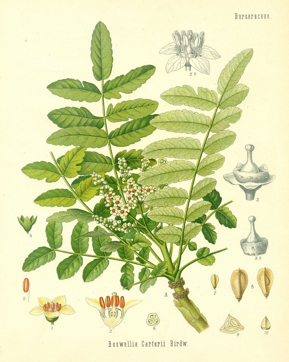 乳香，Koehlers药用植物的插图，于1887年出版 作者 德国学校