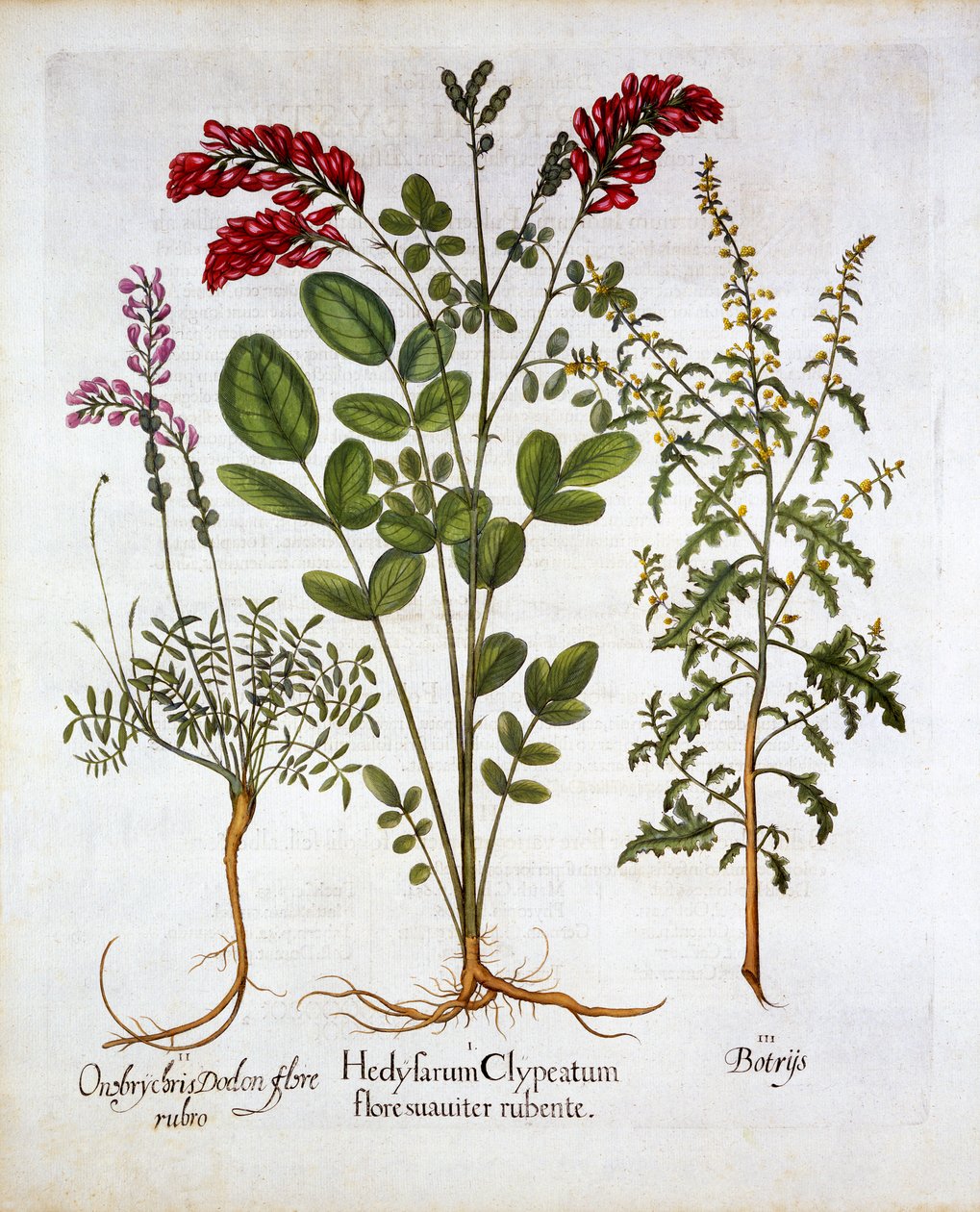 法国金银花，普通红豆草和羽毛天竺葵耶路撒冷橡木，来自Hortus Eystettensis，由Basil Besler（1561-1629），酒吧。 1613（手工雕刻） 作者 德国学校