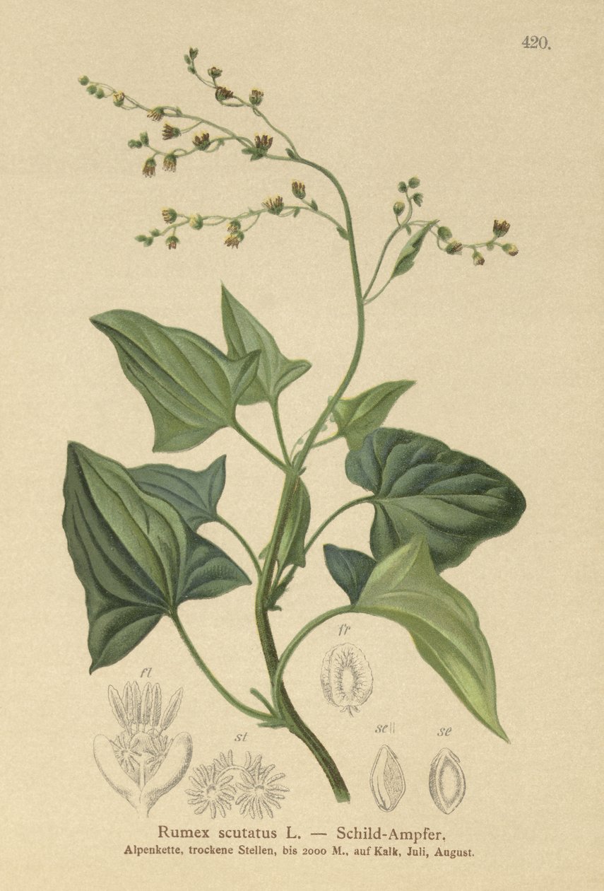 法国酢浆草（Rumex scutatus） 作者 德国学校