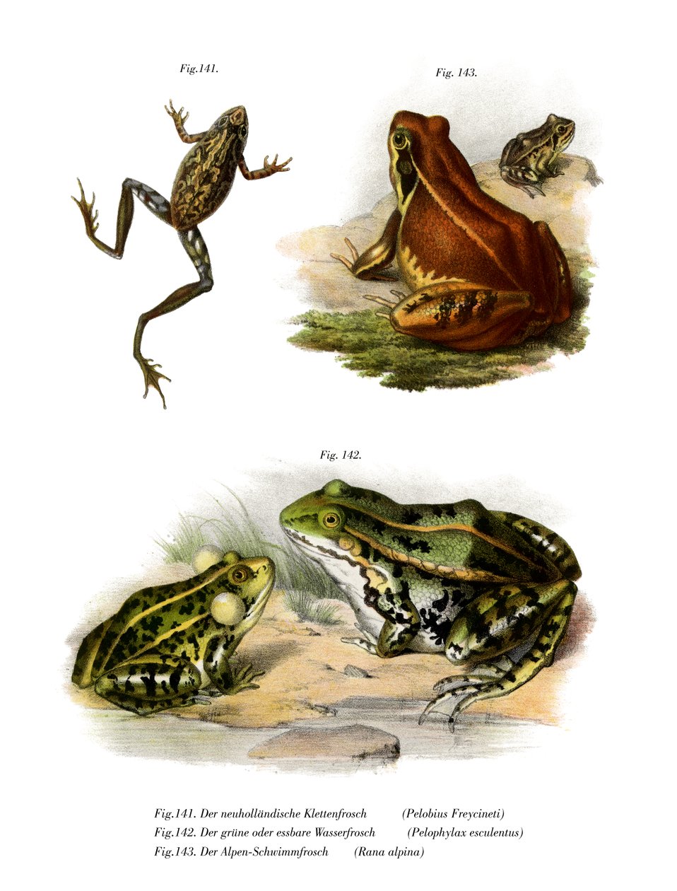 Freycinet的Treefrog 作者 德国学校