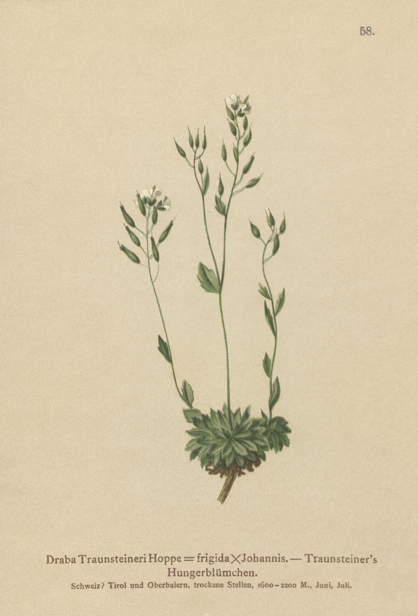 Frigid Whitlow-grass（Draba Traunsteineri，Draba frigida） 作者 德国学校