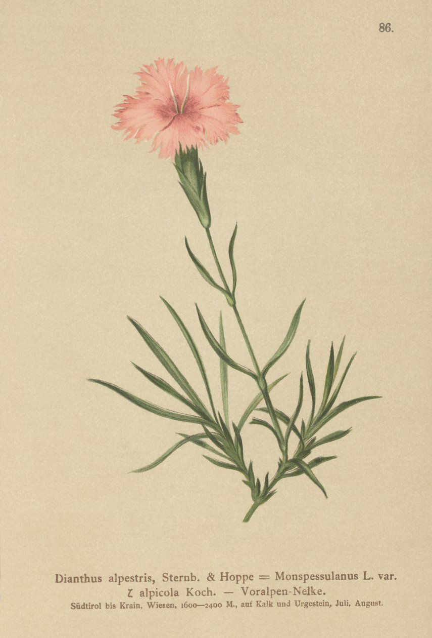 流苏粉红色（Dianthus Monspessulanus，石竹，石竹alpicola） 作者 德国学校