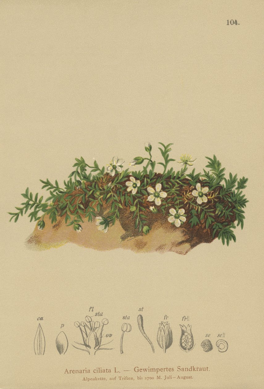流苏三叶草（Arenaria ciliata） 作者 德国学校