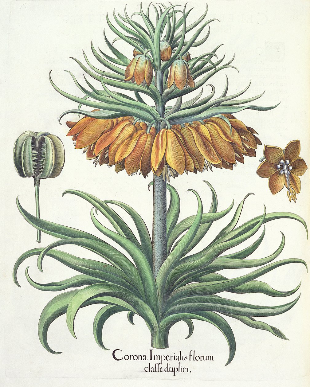 从Eystettensis蓬蒿Besler（1561年至1629年），贝母冠帝国海军双花，酒吧。 1613 作者 德国学校