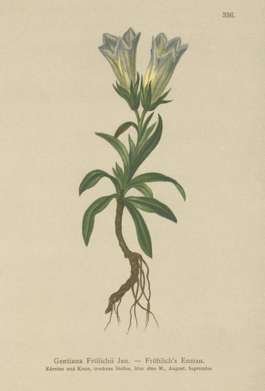 Froelichs Gentian（Gentiana Froelichii） 作者 德国学校