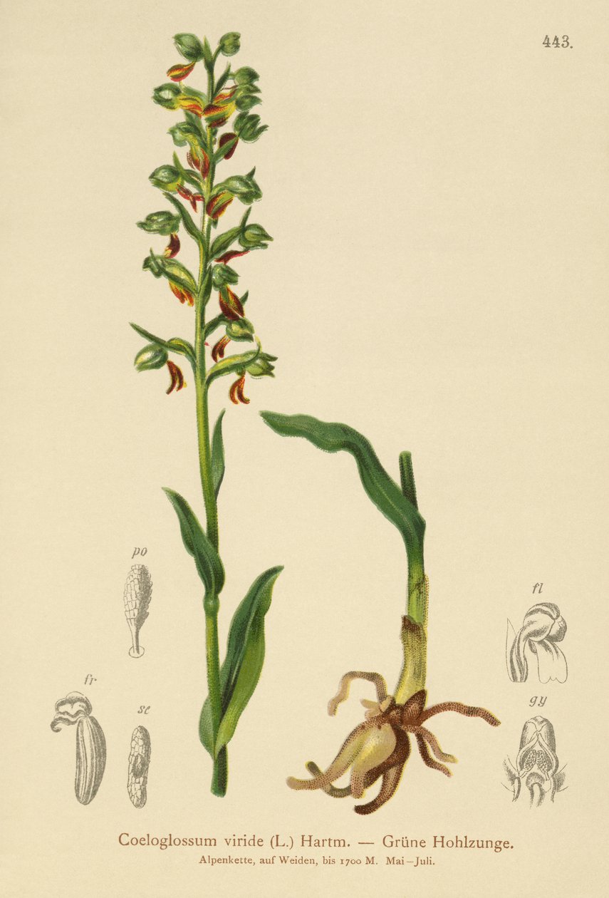 青蛙兰花（Coeloglossum viride） 作者 德国学校