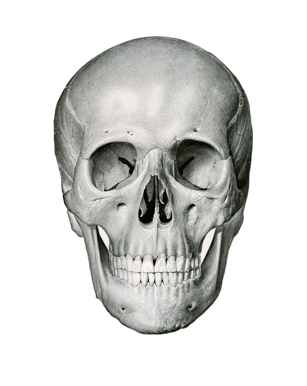 Frontal View of Human Skull 作者 德国学校