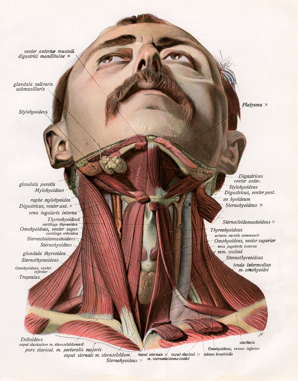 Frontal View of the Muscles and Glands of the Human Neck 作者 德国学校