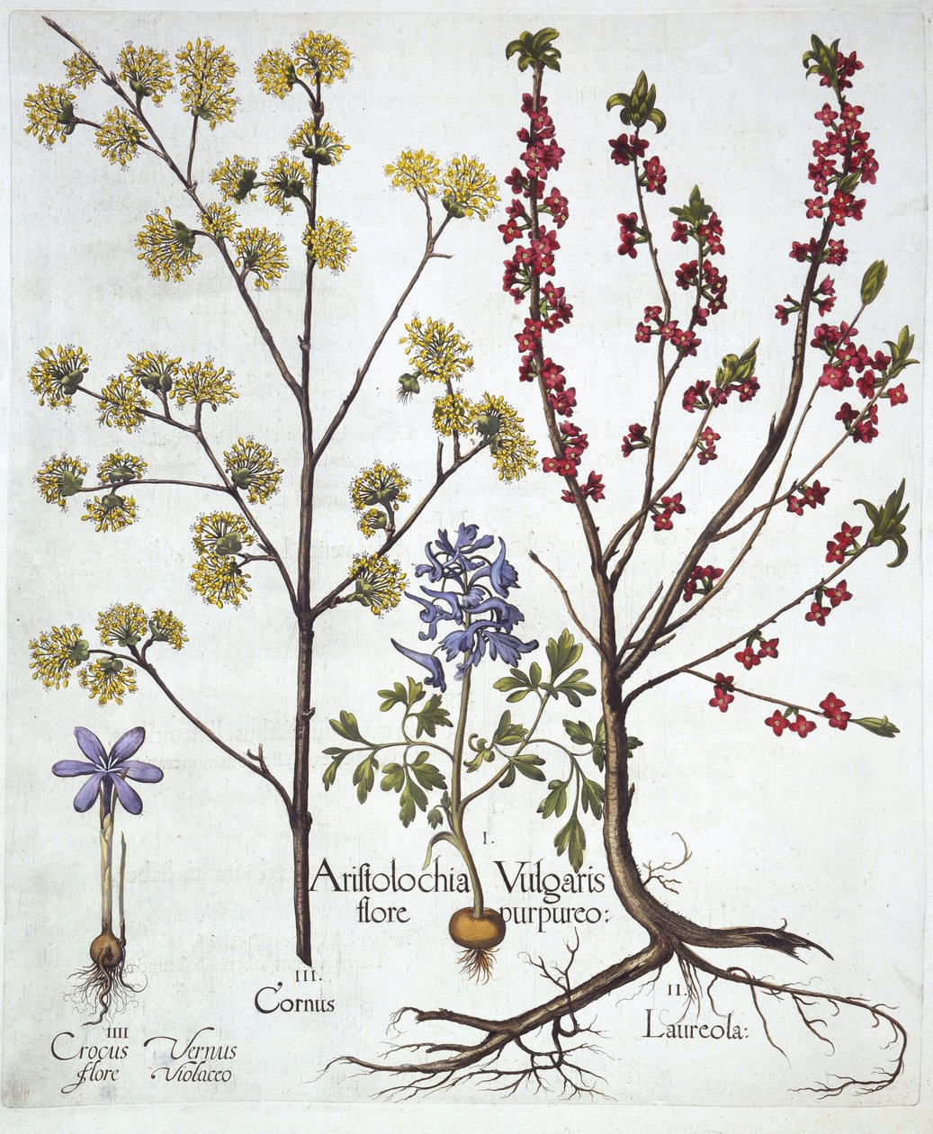 Fumewort，Daphne mezereum，Cornelian Cherry和Spring Crocus，来自Hortus Eystettensis，由Basil Besler（1561-1629），酒吧。 1613（手工雕刻） 作者 德国学校