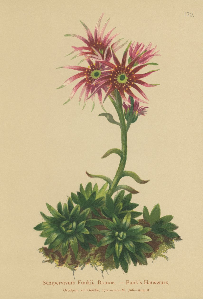 Funks母鸡和小鸡（Sempervivum Funkii） 作者 德国学校