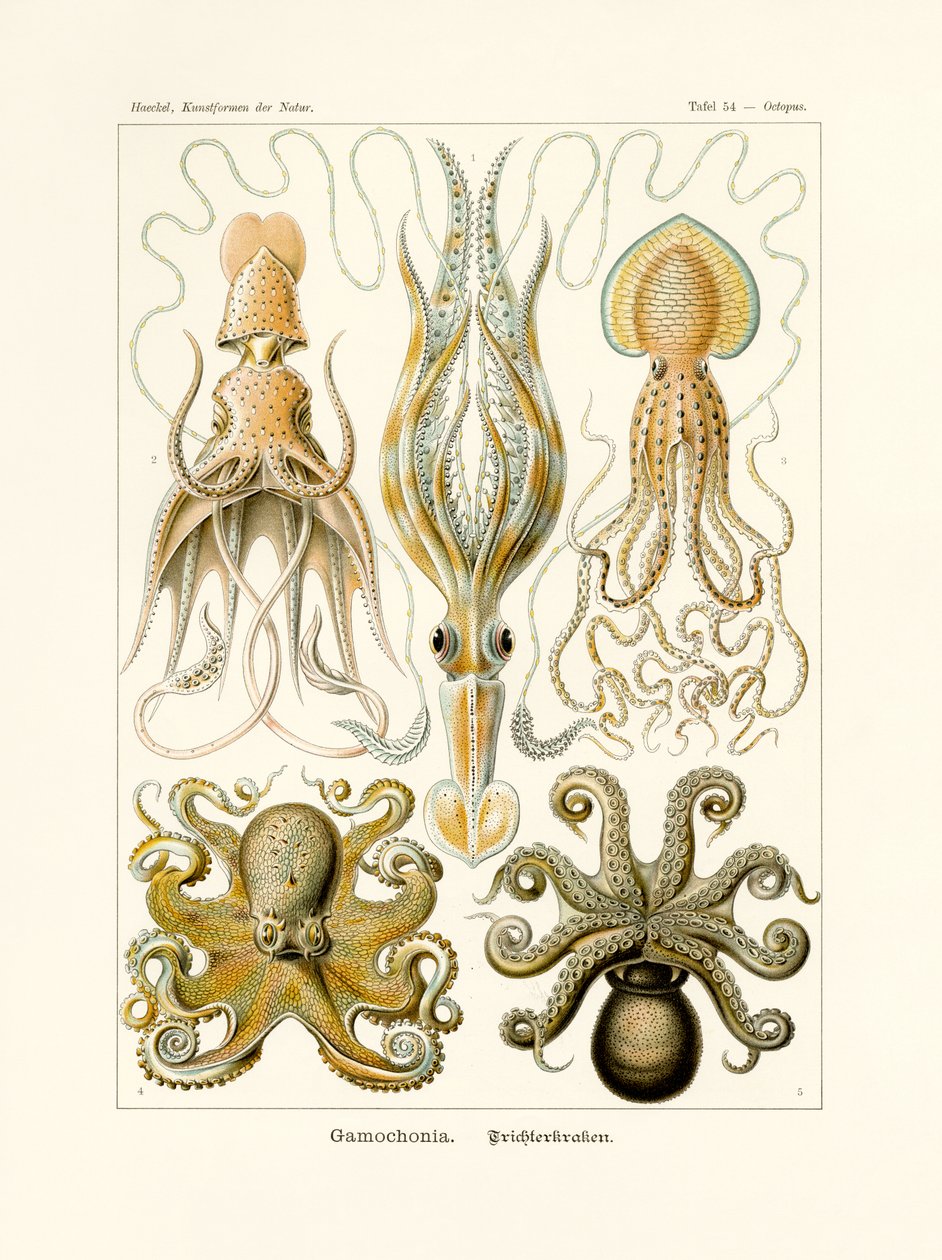 Gamochonia，1899-1904 作者 德国学校